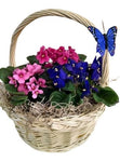Colored Saintpaulia Basket Arrangement