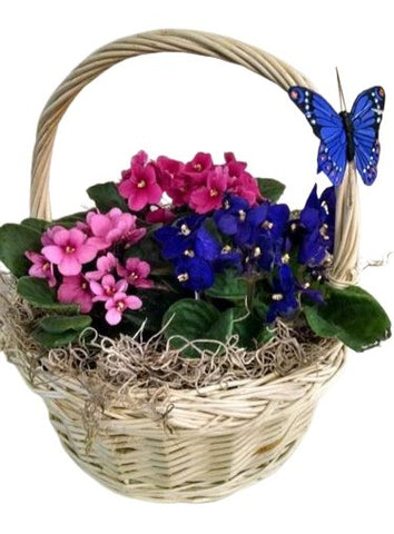 Colored Saintpaulia Basket Arrangement