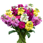 Colored Stock Bouquet