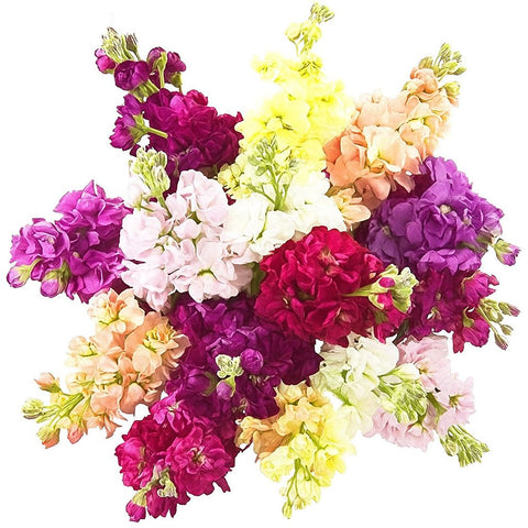 Colored Stock Bouquet