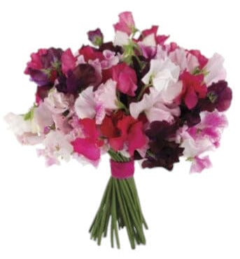 Colored Sweet Pea Bridal Bouquet