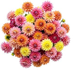 Colorful Dahlia Bouquet