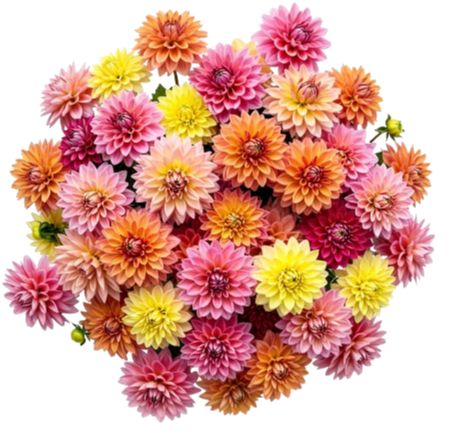 Colorful Dahlia Bouquet