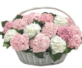 Colorful Hydrangea in Basket - Flowers Box London