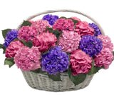 Colorful Hydrangea in Basket - Flowers Box London