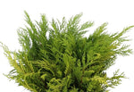 Conifer Lawsoniana Yellow: Ideal for Holiday and Event Decor!
