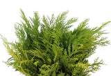 Conifer Lawsoniana Yellow: Ideal for Holiday and Event Decor!