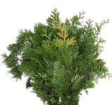 Conifer Lawsoniana Yellow: Ideal for Holiday and Event Decor! - Flowers Box London