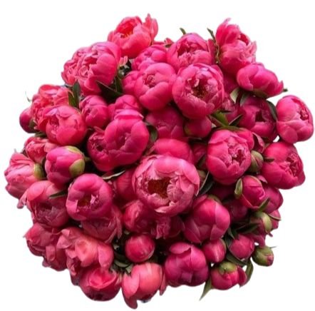 Coral Peonies Bouquet - Flowers Box London