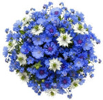 Cornflowers and Blue Forget Me Not Bouquet with Nigella - Flowers Box London