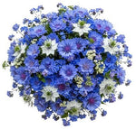 Cornflowers and Blue Forget Me Not Bouquet with Nigella - Flowers Box London