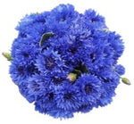 Cornflowers Bouquet