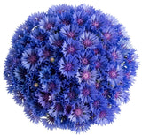Cornflowers Bouquet - Flowers Box London