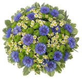 Cornflowers with Daisy Tanacetum Bouquet - Flowers Box London