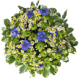 Cornflowers with Daisy Tanacetum Bouquet - Flowers Box London