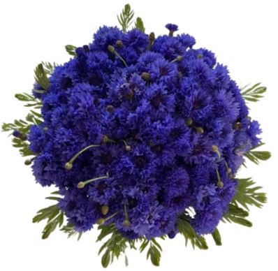 Cornflowers with Greenery Bouquet - Flowers Box London