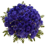 Cornflowers with Greenery Bouquet - Flowers Box London