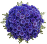 Cornflowers with Greenery Bouquet - Flowers Box London
