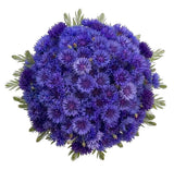 Cornflowers with Greenery Bouquet - Flowers Box London