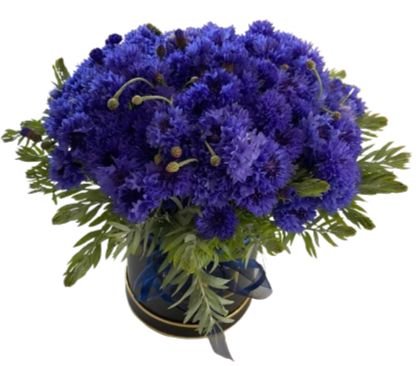 Cornflowers with Greenery in Box | Elegant Floral Gift - Same Day ...