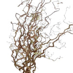 Corylus Contorta Branches: Adding a Touch of Nature's Artistry
