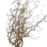 Corylus Contorta Branches: Adding a Touch of Nature's Artistry