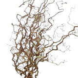 Corylus Contorta Branches: Adding a Touch of Nature's Artistry - Flowers Box London