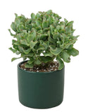 Crassula Cristaat in Pot - Flowers Box London
