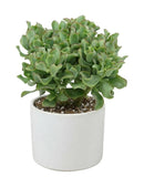 Crassula Cristaat in Pot - Flowers Box London