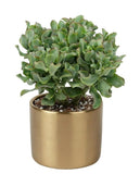 Crassula Cristaat in Pot - Flowers Box London