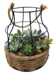 Creative Pot of Assorted Succulent