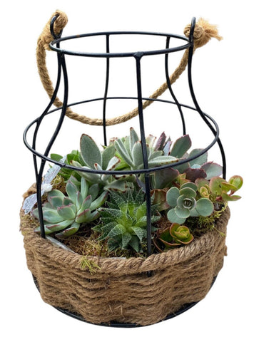 Creative Pot of Assorted Succulent
