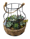 Creative Pot of Assorted Succulent