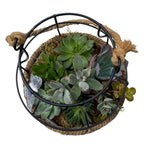 Creative Pot of Assorted Succulent