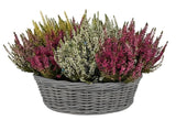 Cute Basket of Calluna Vulgaris - Flowers Box London