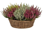 Cute Basket of Calluna Vulgaris - Flowers Box London