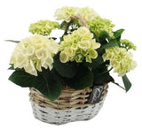 Cute Basket of Hydrangea - Flowers Box London