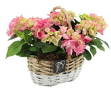 Cute Basket of Hydrangea - Flowers Box London