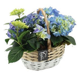 Cute Basket of Hydrangea - Flowers Box London