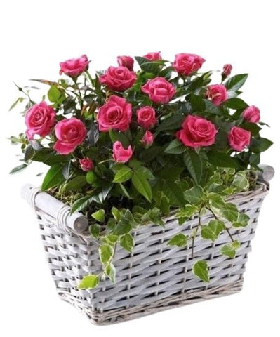 Cute Basket of Mini Roses Plant with Hedera - Flowers Box London