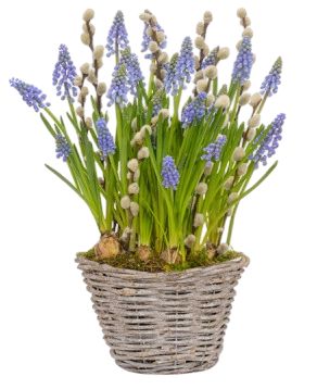 Cute Basket of Muscari with Catkins