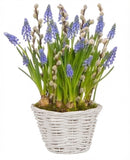 Cute Basket of Muscari with Catkins - Flowers Box London