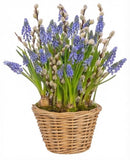 Cute Basket of Muscari with Catkins - Flowers Box London