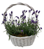 Cute Basket of Scented Lavendula - Flowers Box London