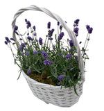 Cute Basket of Scented Lavendula - Flowers Box London