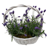 Cute Basket of Scented Lavendula - Flowers Box London