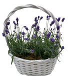 Cute Basket of Scented Lavendula - Flowers Box London