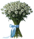 Cute Eryngium Bouquet - Flowers Box London