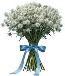 Cute Eryngium Bouquet - Flowers Box London