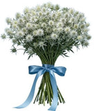 Cute Eryngium Bouquet - Flowers Box London